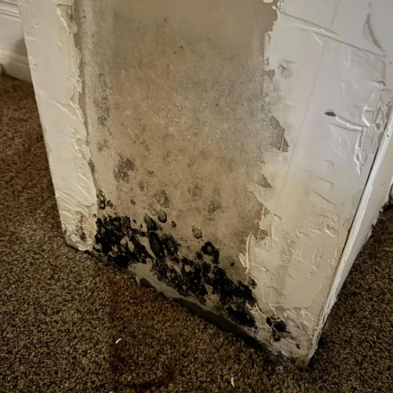 Professional Mold Removal in South Barre, VT